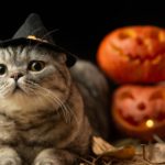 How do you get the Halloween theme on Instagram?