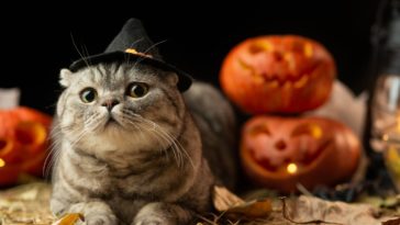 How do you get the Halloween theme on Instagram?