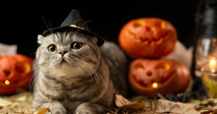 How do you get the Halloween theme on Instagram?