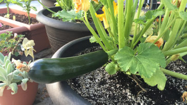 How do you get water out of zucchini in the oven?