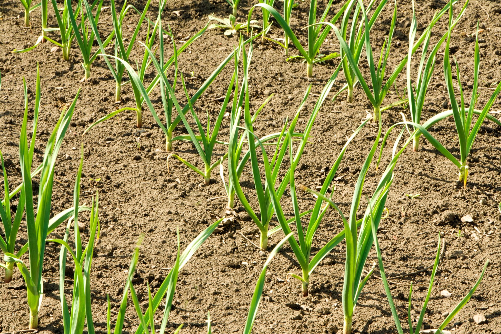 How do you harvest chives so it keeps growing?