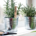 How do you keep herbs alive indoors?