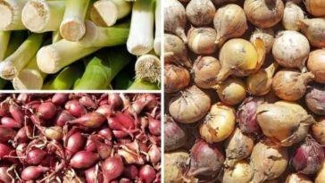 How do you keep onions from rotting?