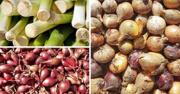 How do you keep onions from rotting?