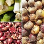 How do you keep onions from rotting?