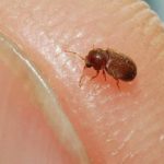 How do you keep small flying bugs out of your kitchen?