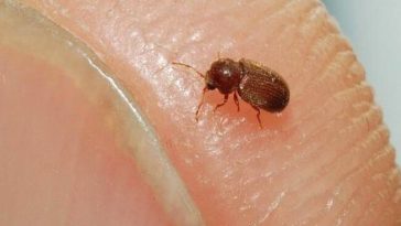 How do you keep small flying bugs out of your kitchen?