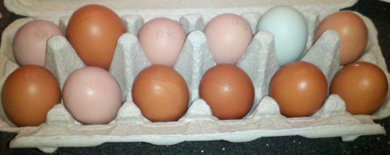 How do you keep track of fresh eggs?