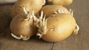 How do you know when morels go bad?