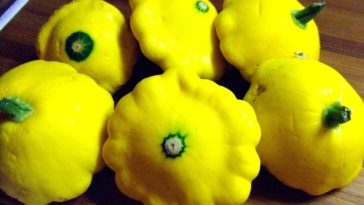 How do you know when to pick a patty pan squash?