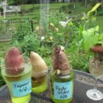 How do you start sweet potato slips?