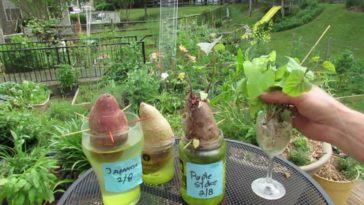 How do you start sweet potato slips?