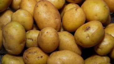 How do you store German Butterball potatoes?