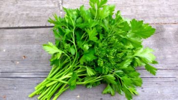How do you store cilantro long term?