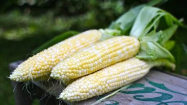 How do you store fresh corn in the freezer?