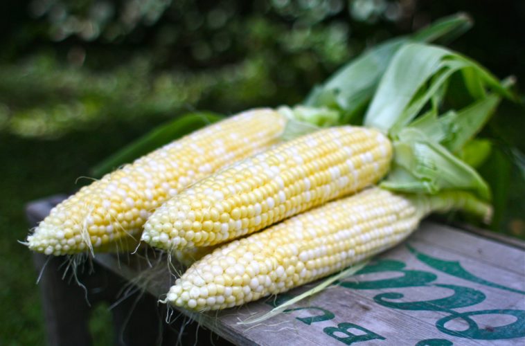 How do you store fresh corn in the freezer?