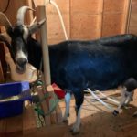 How do you store goats milk long term?