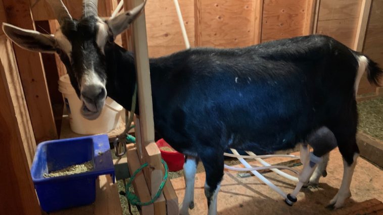 How do you store goats milk long term?