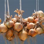 How do you store shallots oil?
