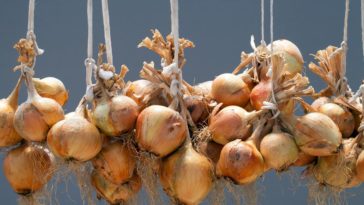 How do you store shallots oil?