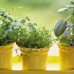 How do you take care of an indoor herb garden?
