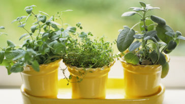 How do you take care of an indoor herb garden?