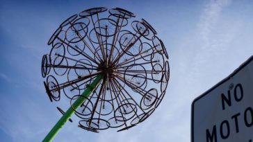 How do you tell if it's a dandelion?