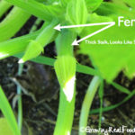 How do you tell the difference between squash and zucchini seedlings?