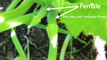 How do you tell the difference between squash and zucchini seedlings?