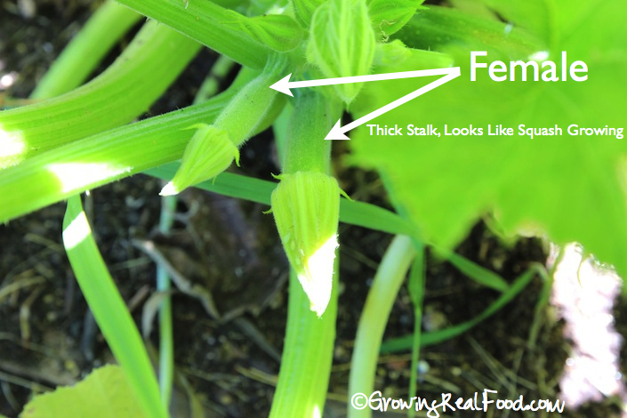 How do you tell the difference between squash and zucchini seedlings?