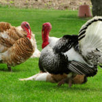 How do you tenderize farm raised chicken?