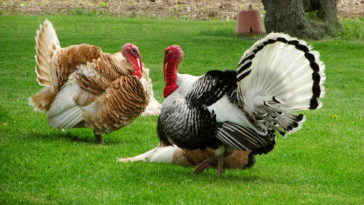 How do you tenderize farm raised chicken?