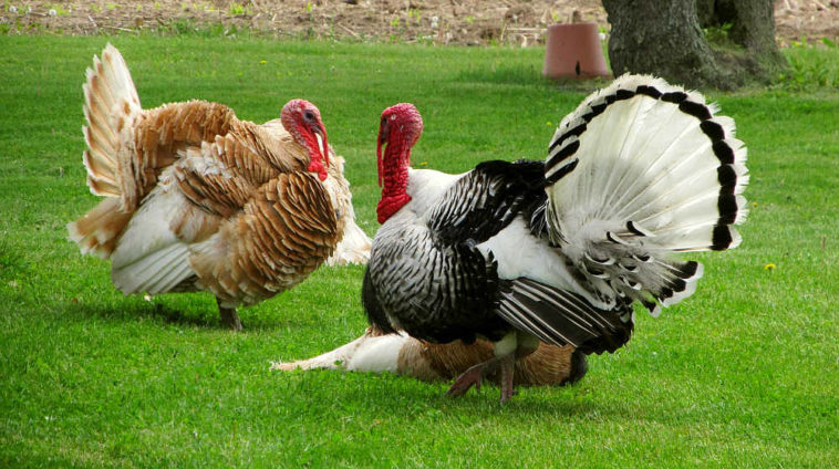 How do you tenderize farm raised chicken?