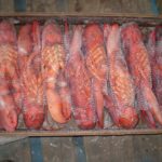 How do you thaw a frozen cooked whole lobster?