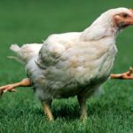 How does KFC kill their chickens?