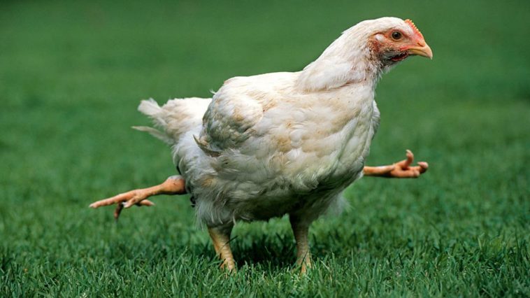 How does KFC kill their chickens?