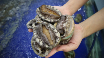 How expensive is abalone?