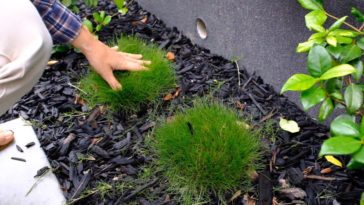 How far apart do you plant Romanesco?
