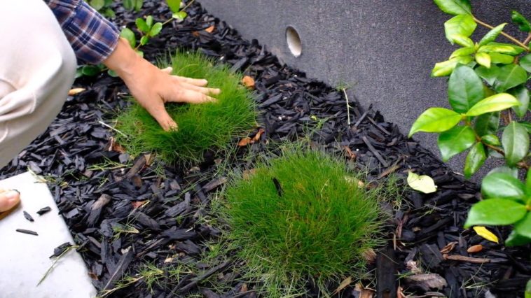 How far apart do you plant Romanesco?