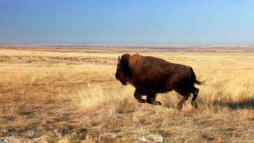 How far can a Buffalo Run?