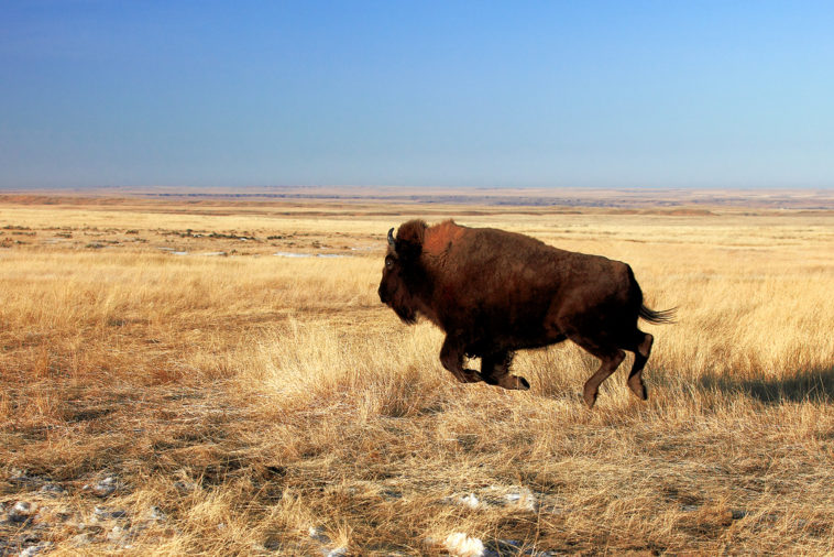 How far can a Buffalo Run?