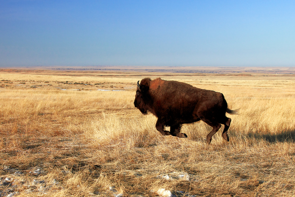 Бизон есть ли продолжение. Бизон с 45. Buffalo штат поля. Буйвол бежит. Бизон бежит.