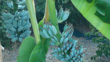 How fast do ice cream banana trees grow?