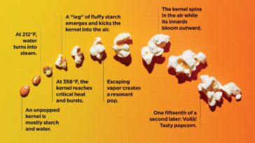 How hot does it have to be to pop a popcorn kernel?