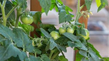 How long after flowering do peppers appear?