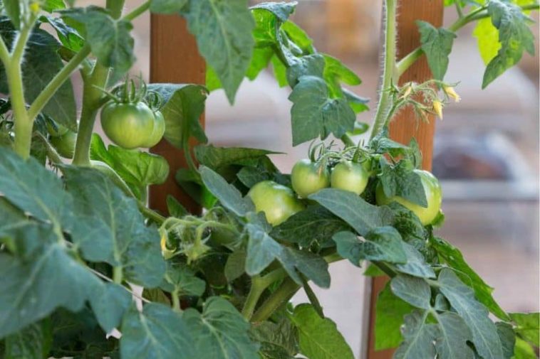 How long after flowering do peppers appear?