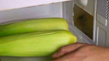 How long can corn sit out?