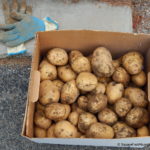 How long can you store potatoes?