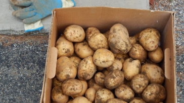 How long can you store potatoes?