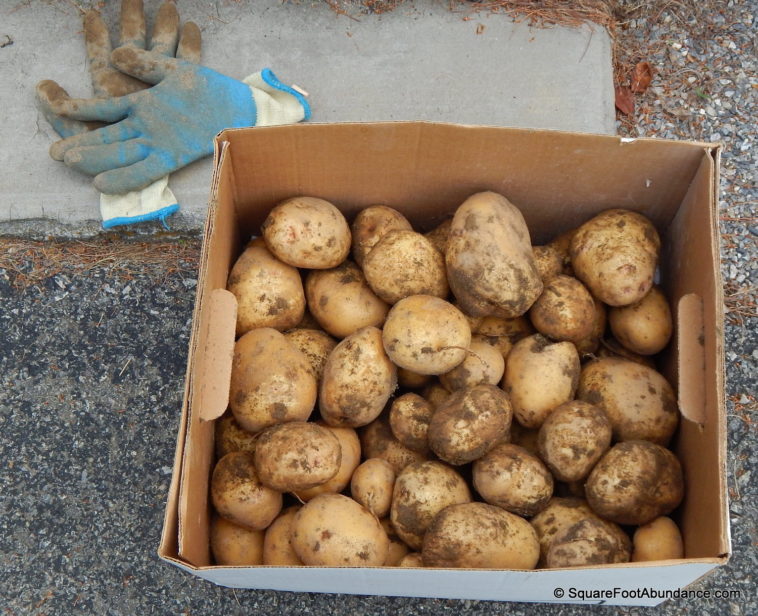 How long can you store potatoes?